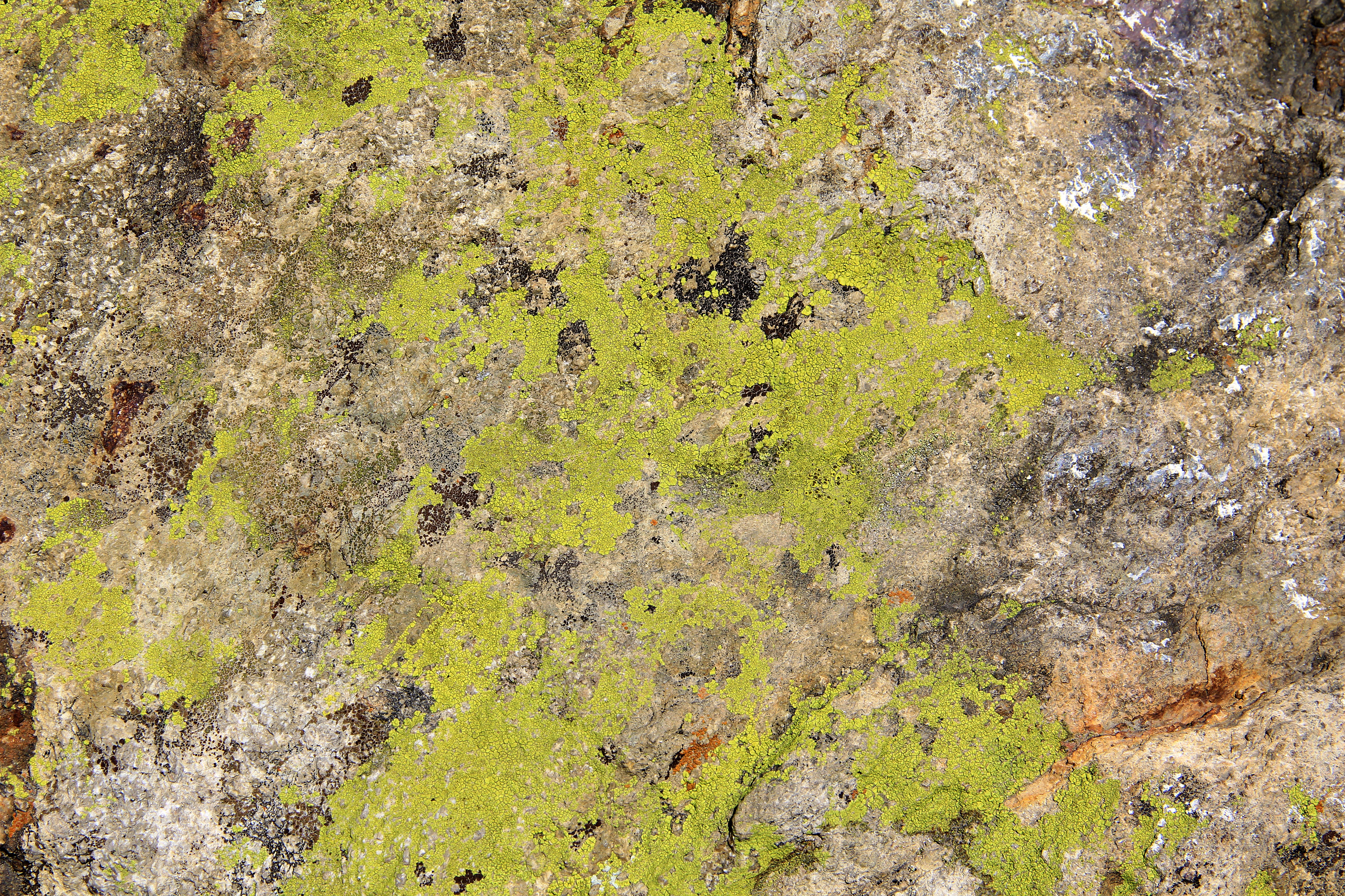 https://www.texturex.com/wp-content/uploads/2018/03/TextureX-rock-algae-moss-macro-stone-grunge-camo-city-Texture-1.jpg