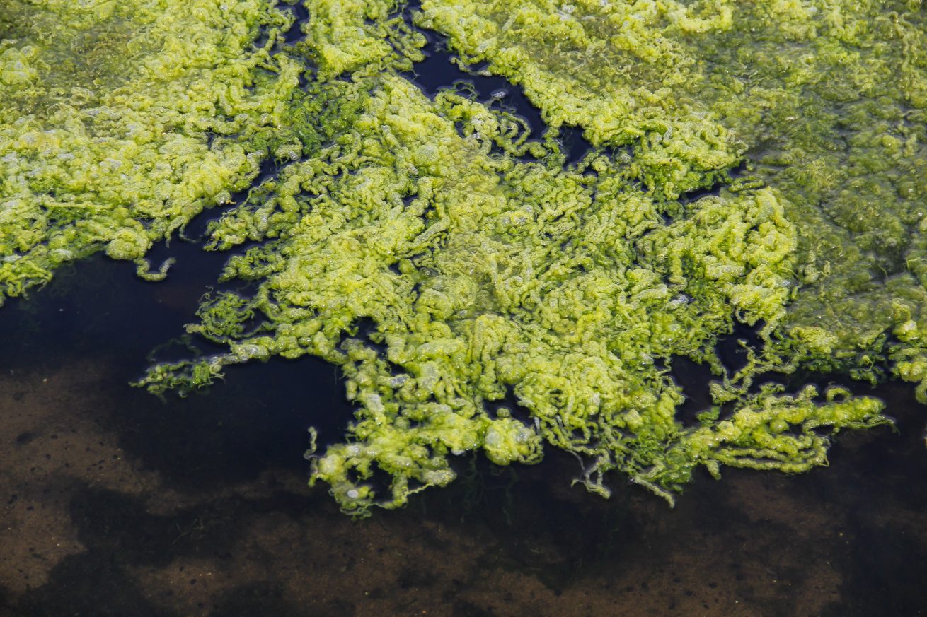 pond algea texture slime growth lake green plant matter wallpaper ...