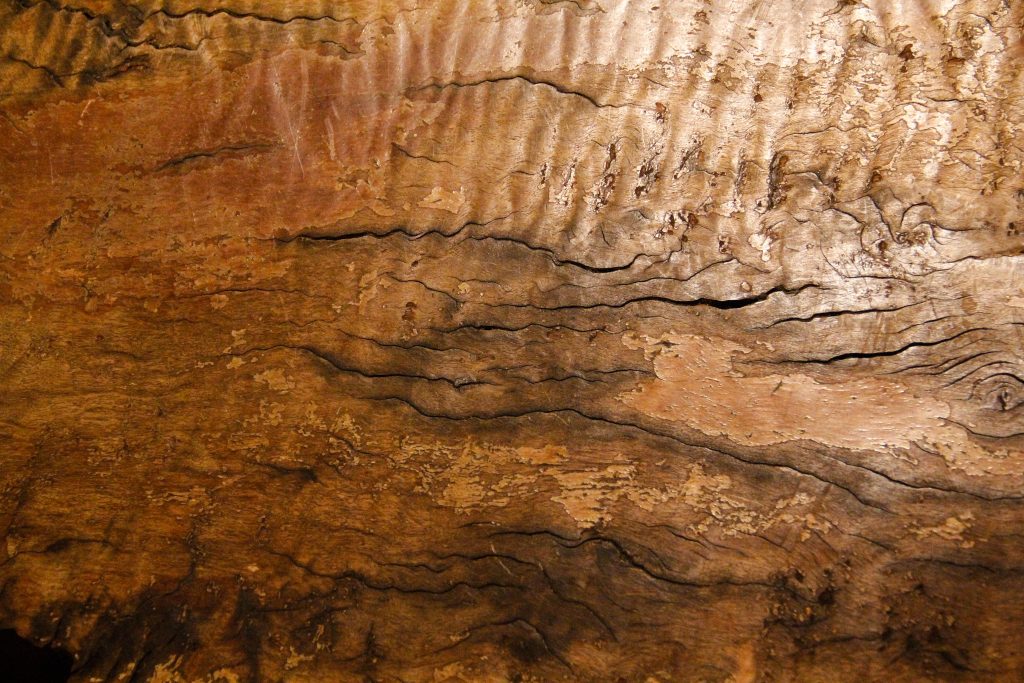 wood burl texture rough cracked natural wooden wallpaper - Texture X