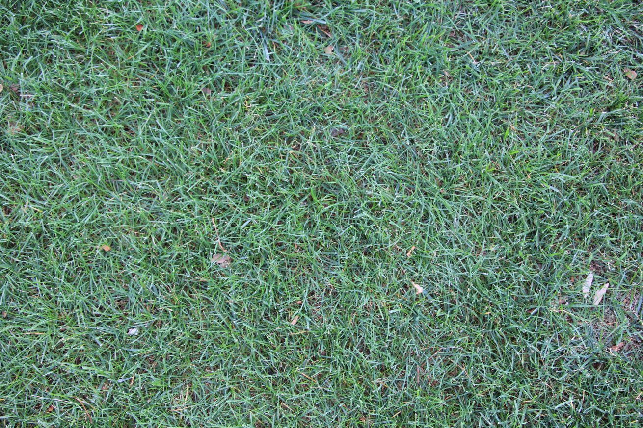 Ground grass texture fresh - Texture X