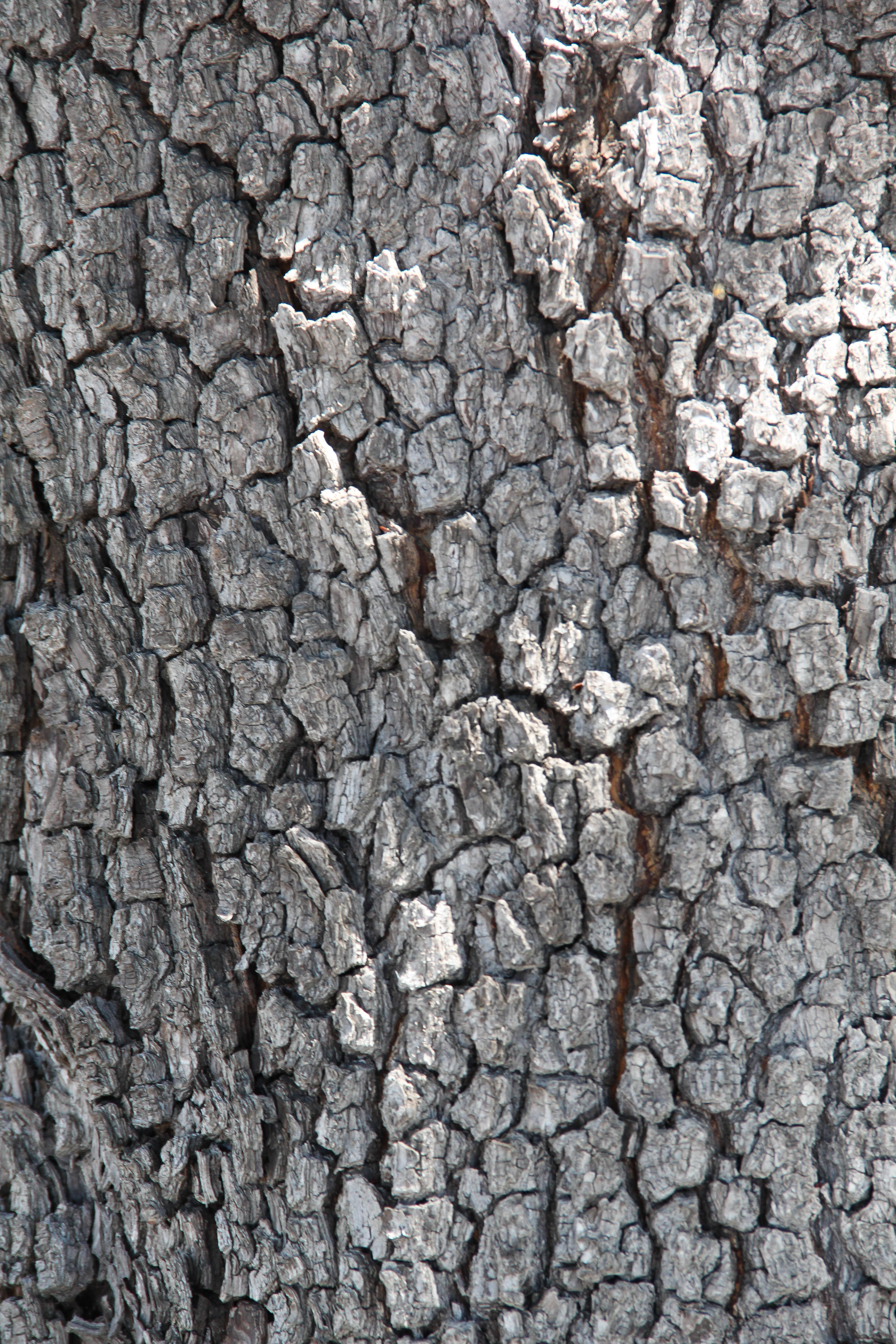 Bark Texture Wood Natural Tree Oak Rough Grain