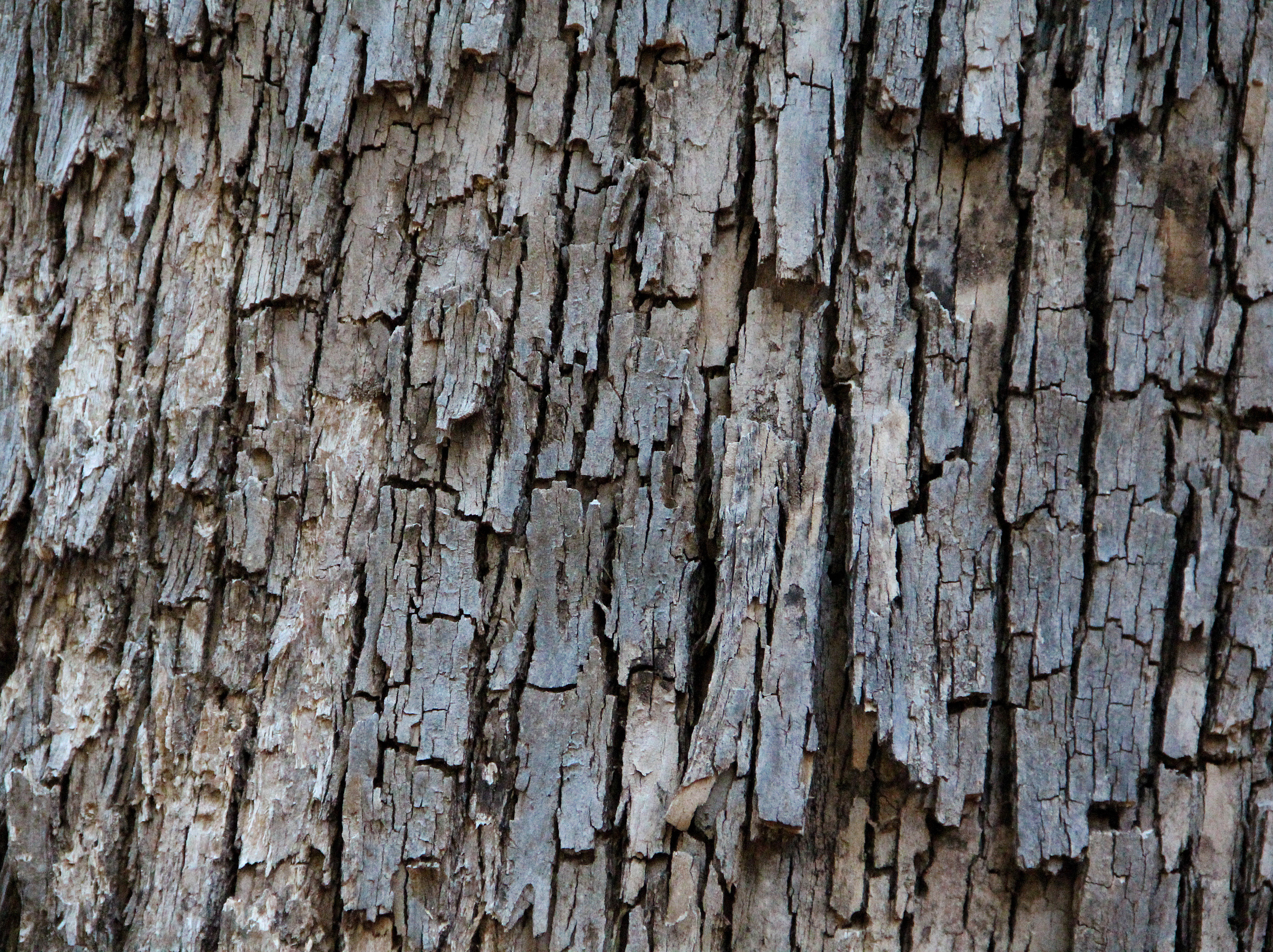 Dark Wood Texture Old Bark Rough Fire Hazard Photo