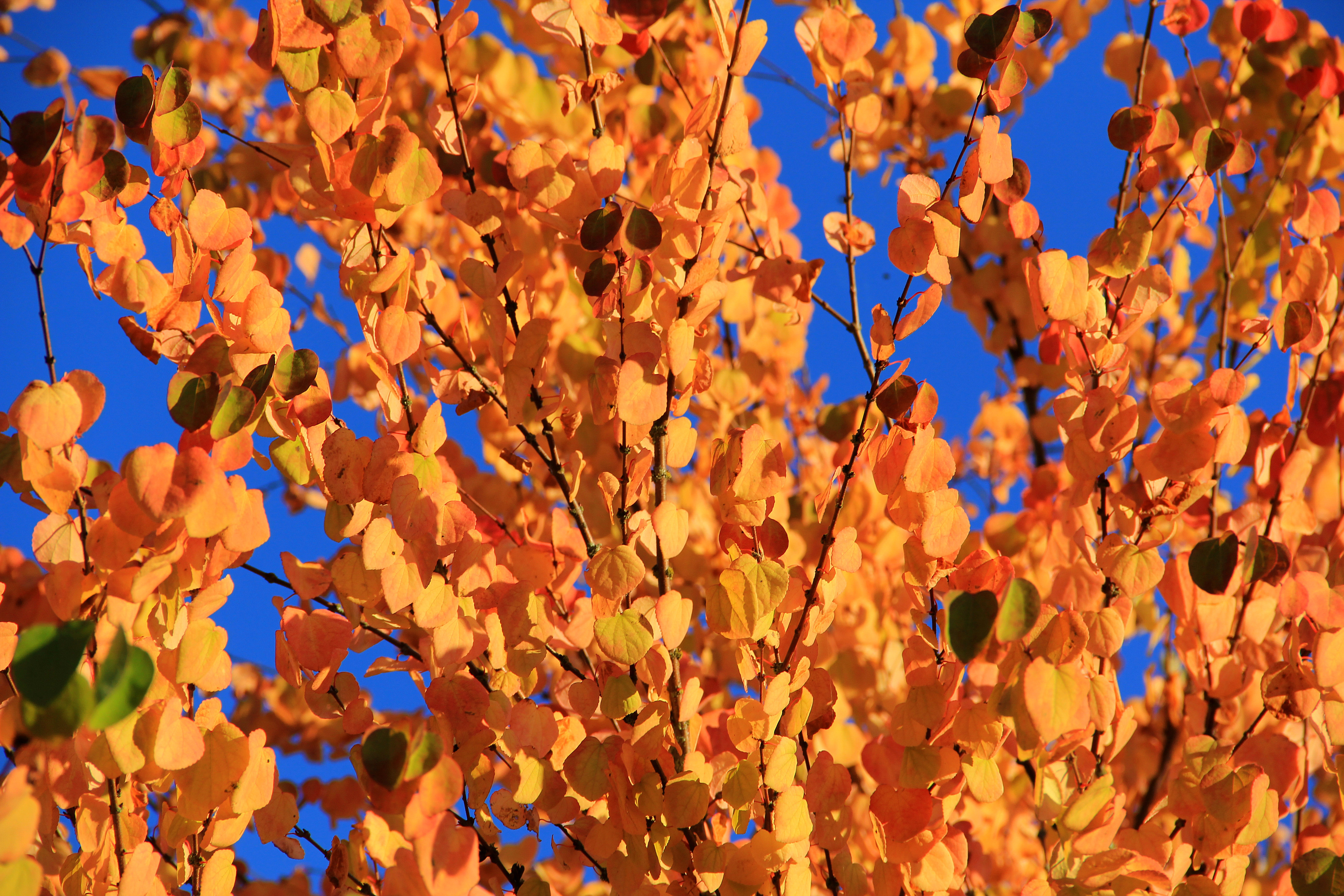 Natural Tree Texture Fall Colors Leaf Orange Autumn Green