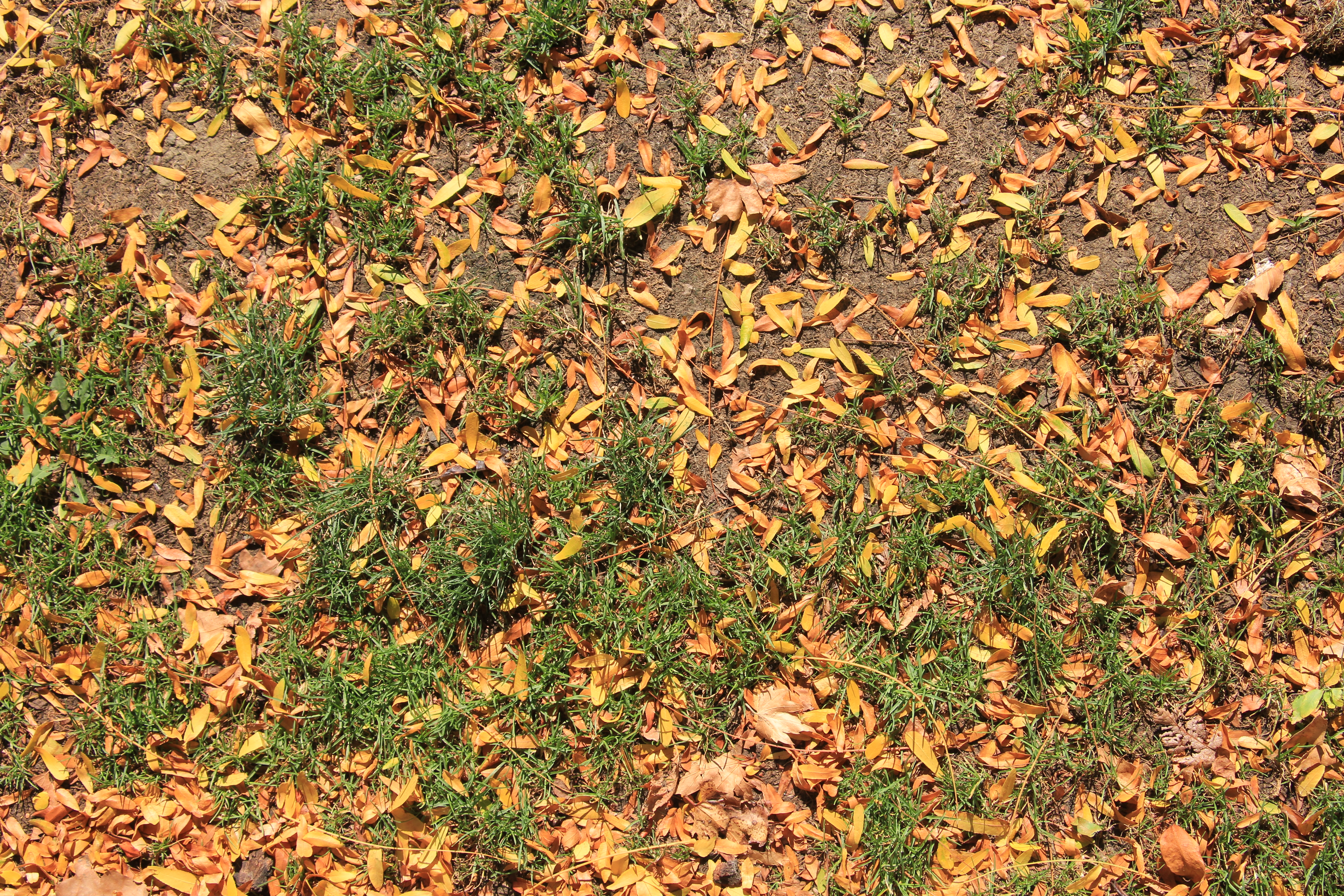 Ground Texture Orange Leaves With Green Grass