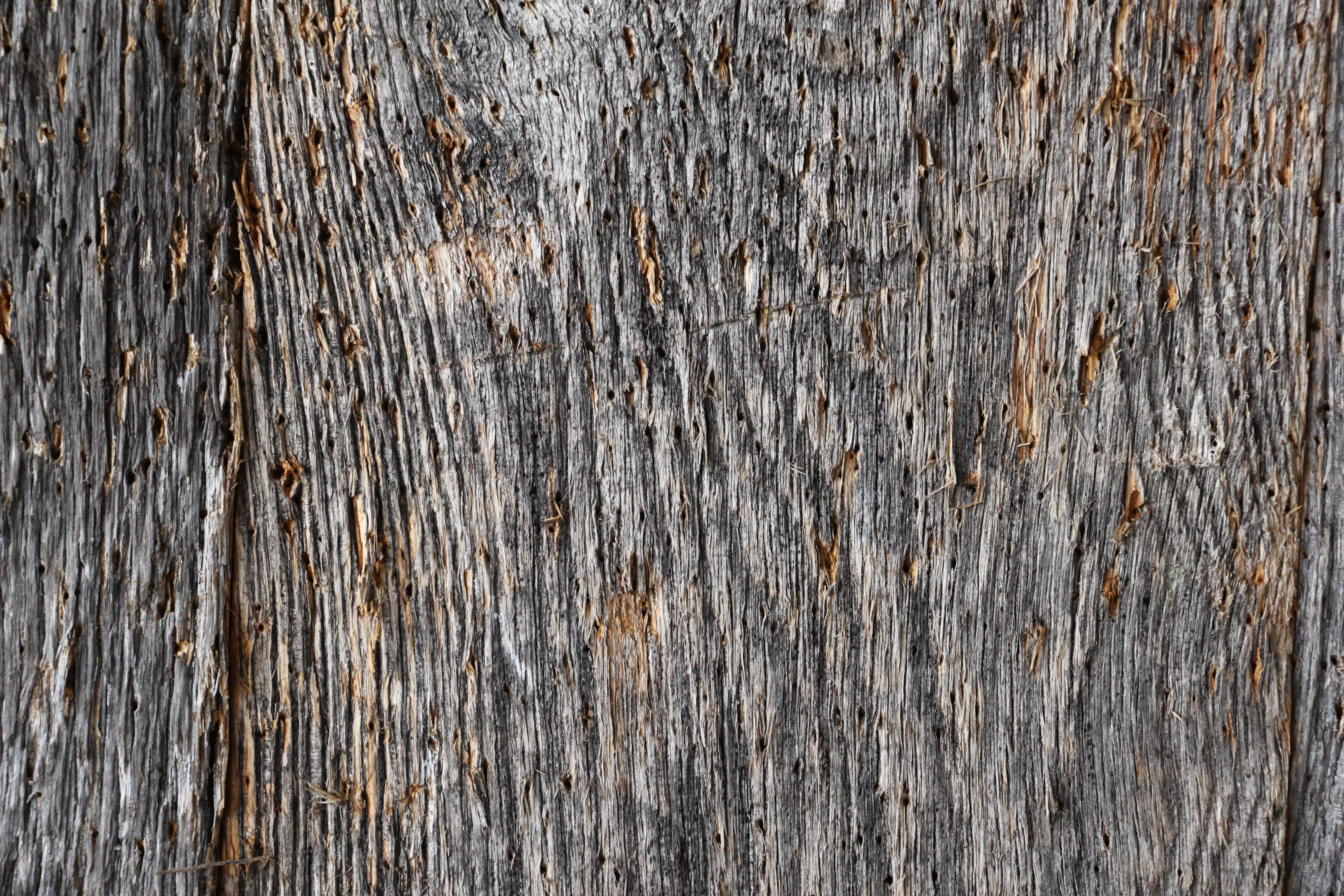Wood Texture Trunk Of Tree Canada