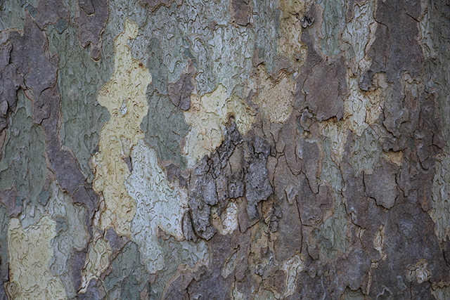 Wood Texture Zoom In Natural Bark